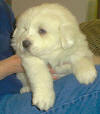 Molly and Boomer white Pyr puppy two.