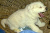 Molly and Boomer white Pyr puppy two.