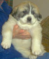 Molly and Boomer badger-marked Pyr puppy three.