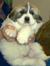 Molly and Boomer badger-marked Pyr puppy three.