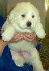 Molly and Boomer white Pyr puppy four.