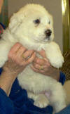 Molly and Boomer white Pyr puppy four.