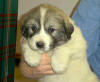 Ginger & Boomer badger-marked Pyr puppy one.