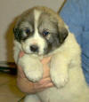 Ginger & Boomer badger-marked Pyr puppy one.