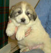 Ginger & Boomer badger-marked Pyr puppy two.