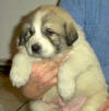 Ginger & Boomer badger-marked Pyr puppy two.