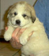 Ginger & Boomer badger-marked Pyr puppy three.