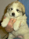 Ginger & Boomer badger-marked Pyr puppy three.