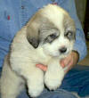 Ginger & Boomer badger-marked Pyr puppy four.