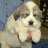 Ginger & Boomer badger-marked Pyr puppy four.