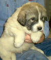 Ginger & Boomer badger-marked Pyr puppy five.