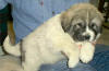 Ginger & Boomer badger-marked Pyr puppy six.