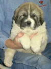 Ginger & Boomer badger-marked Pyr puppy six.