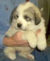 Ginger & Boomer badger-marked Pyr puppy seven.