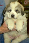 Ginger & Boomer badger-marked Pyr puppy seven.