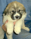 Ginger & Boomer badger-marked Pyr puppy eight.