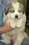 Ginger & Boomer badger-marked Pyr puppy nine.