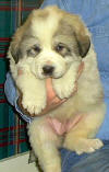 Ginger & Boomer badger-marked Pyr puppy nine.