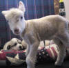 Pyr puppies from Shiloh & Baron pose with a lamb.