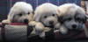 Pyr puppies from Shiloh & Baron.