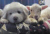 Pyr puppies from Shiloh & Baron pose with a lamb.