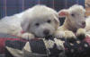 Pyr puppies from Shiloh & Baron pose with a lamb.