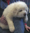Shiloh & Baron white Pyr puppy one. 