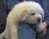 Shiloh & Baron white Pyr puppy one. 