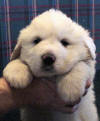 Shiloh & Baron badger-marked Pyr puppy two.