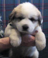 Shiloh & Baron badger-marked Pyr puppy two.