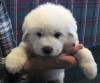 Shiloh & Baron white Pyr puppy three. 