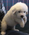 Shiloh & Baron white Pyr puppy three. 