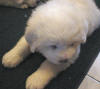 Shiloh & Baron white Pyr puppy three. 