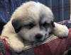 Shiloh & Baron badger-marked Pyr puppy four.