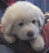 Shiloh & Baron white Pyr puppy five.