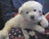 Shiloh & Baron white Pyr puppy five.