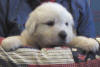 Shiloh & Baron badger-marked Pyr puppy six.