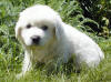 Kodi & Boomer white Pyr puppy one.