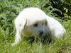 Kodi & Boomer white Pyr puppy one.