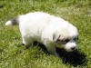 Kodi & Boomer badger-marked Pyr puppy two.