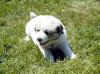 Kodi & Boomer badger-marked Pyr puppy two.