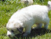 Kodi & Boomer badger-marked Pyr puppy two.