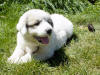 Kodi & Boomer badger-marked Pyr puppy three.