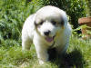 Kodi & Boomer badger-marked Pyr puppy three.