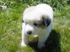 Kodi & Boomer badger-marked Pyr puppy four.