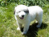 Kodi & Boomer badger-marked Pyr puppy four.