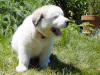 Kodi & Boomer badger-marked Pyr puppy four.