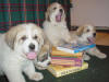 Ginger & Boomer's  Sept 25, 2003 litter.