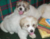 Puppies from Ginger & Boomer.