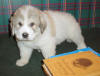 Ginger & Boomer badger-marked Pyr puppy one.